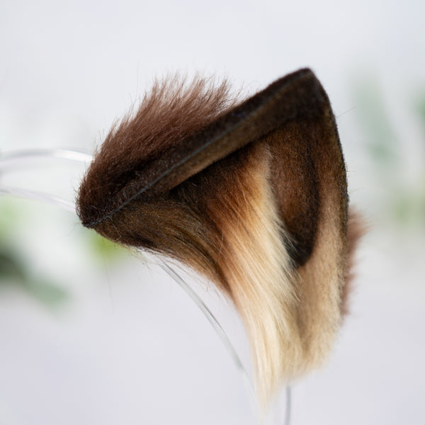 Brown kitten ears