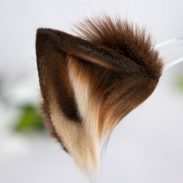 Brown kitten ears