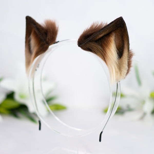 Brown kitten ears