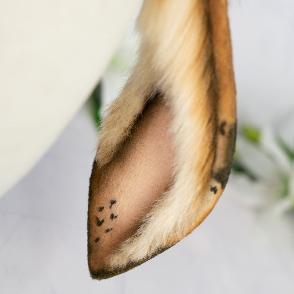 Chocolate Chip lop bunny ears