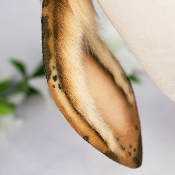 Chocolate Chip lop bunny ears