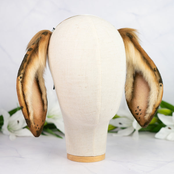 Chocolate Chip lop bunny ears