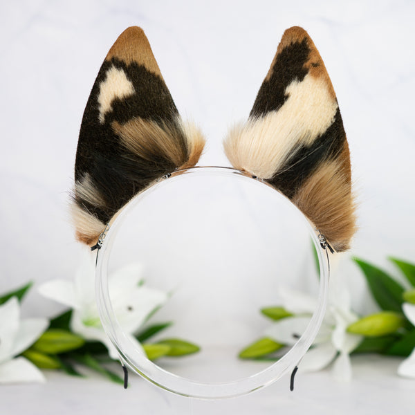 Chocolate Chip wolf ears