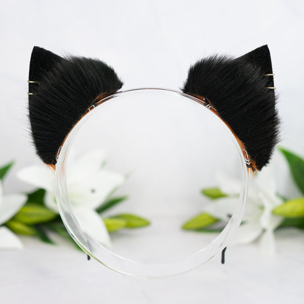 Melanistic kitten ears